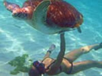 Snorkelling