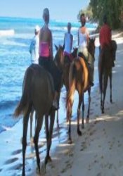 Horse trekking on the beach in Barbados