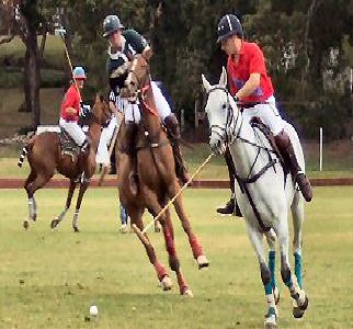 Polo